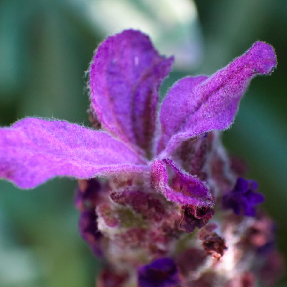 Lavender Essential Oil